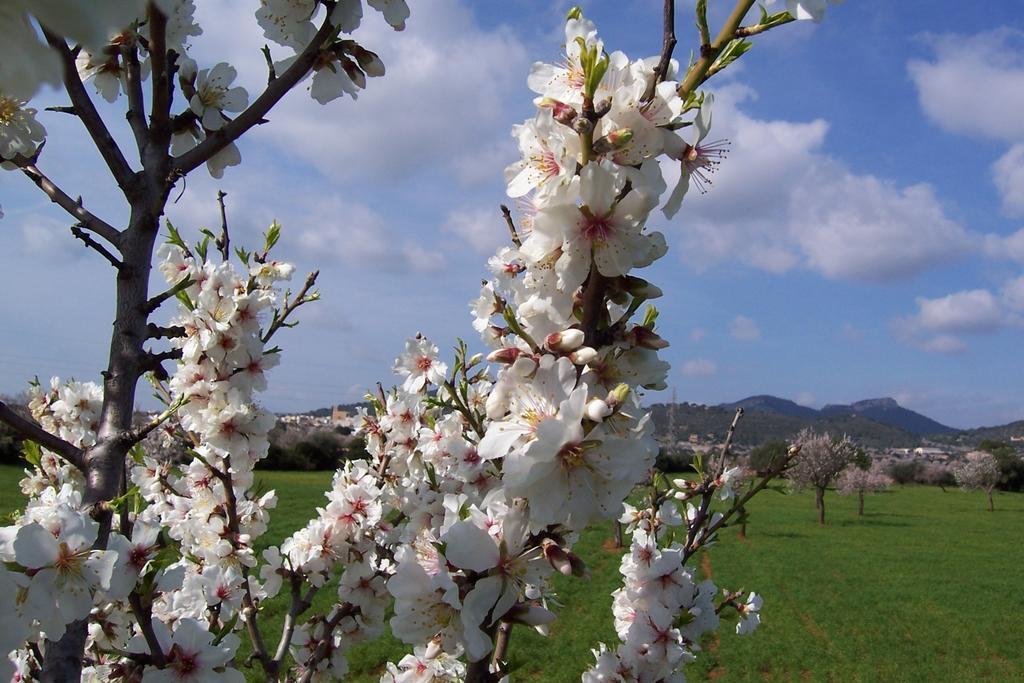 Agroturisme Can Bessol S'Horta Rum bild